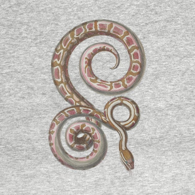 Python Vintage Snake Reptile Scientific Drawing by MoPaws